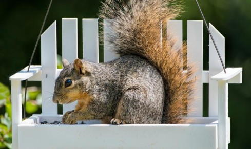 best squirrel feeders